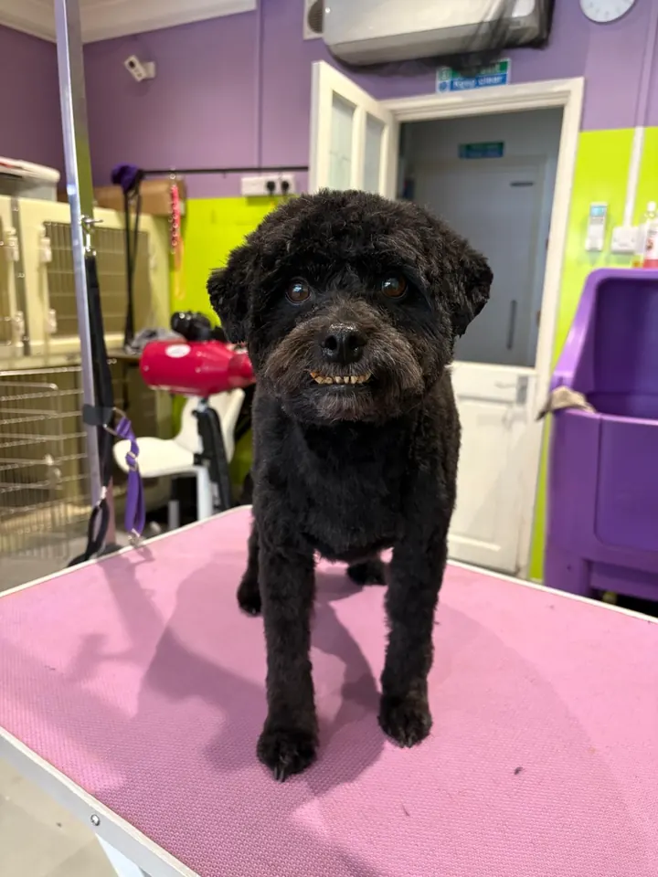 Toy Poodle cross after a groom