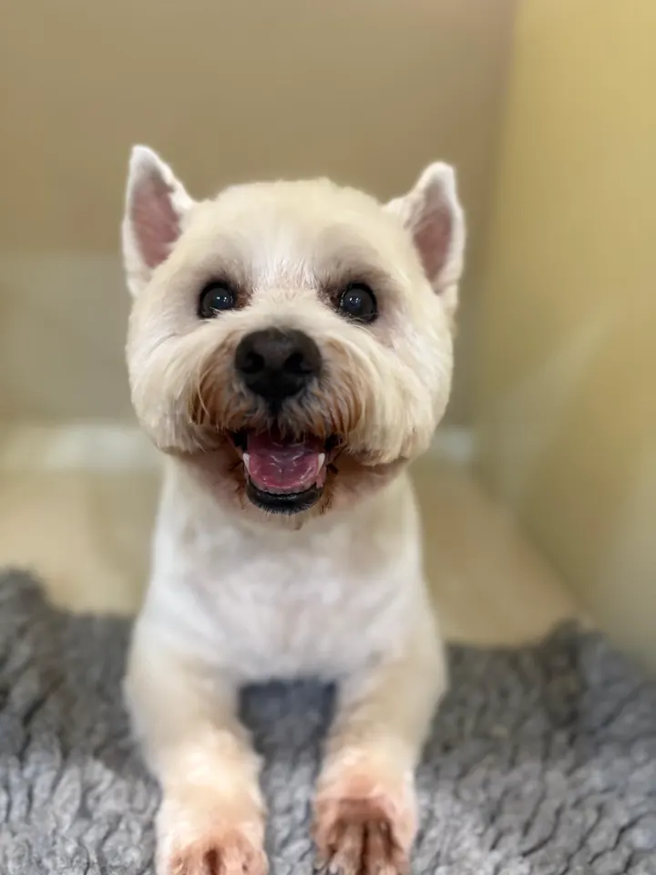 West Highland Terrier after a groom